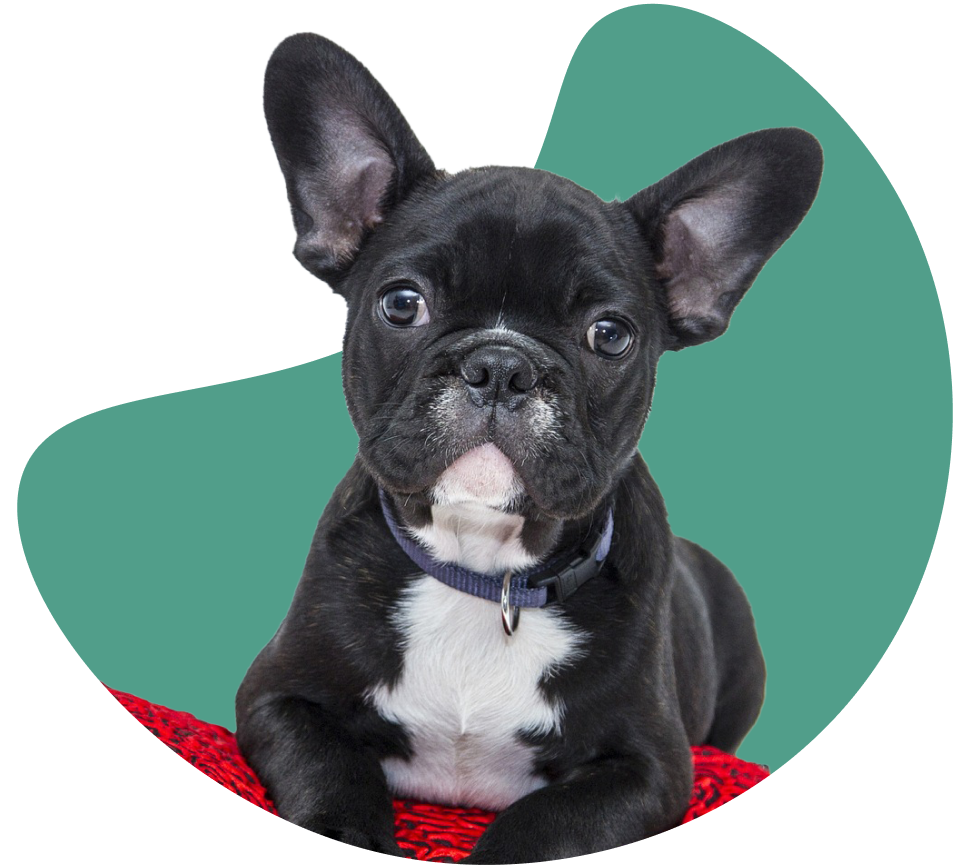 Banner-dog